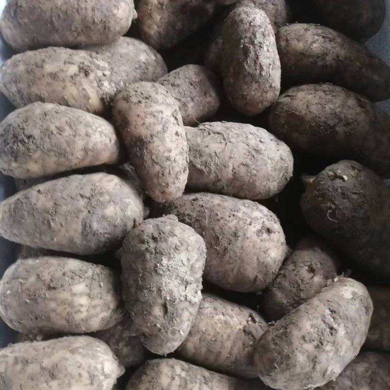 高山杂交麻，量大从优，欢迎大家光临。
