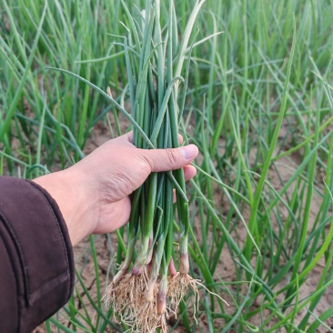 二红洋葱苗现挖现发，无土无杂质，红皮洋葱苗子提供种技术