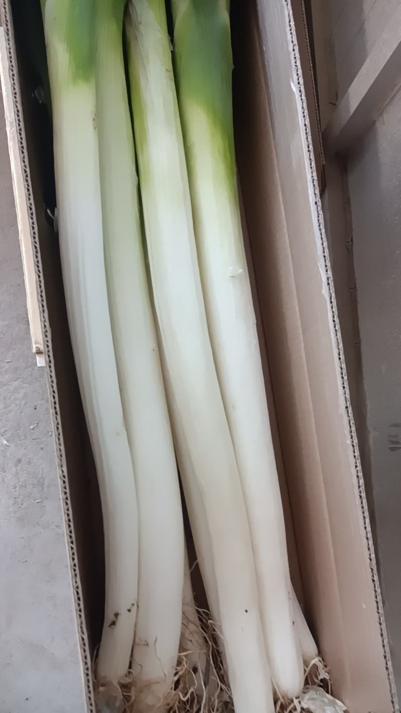 山东章丘大葱礼盒装，产地一手货源，欢迎广大客商咨询采购
