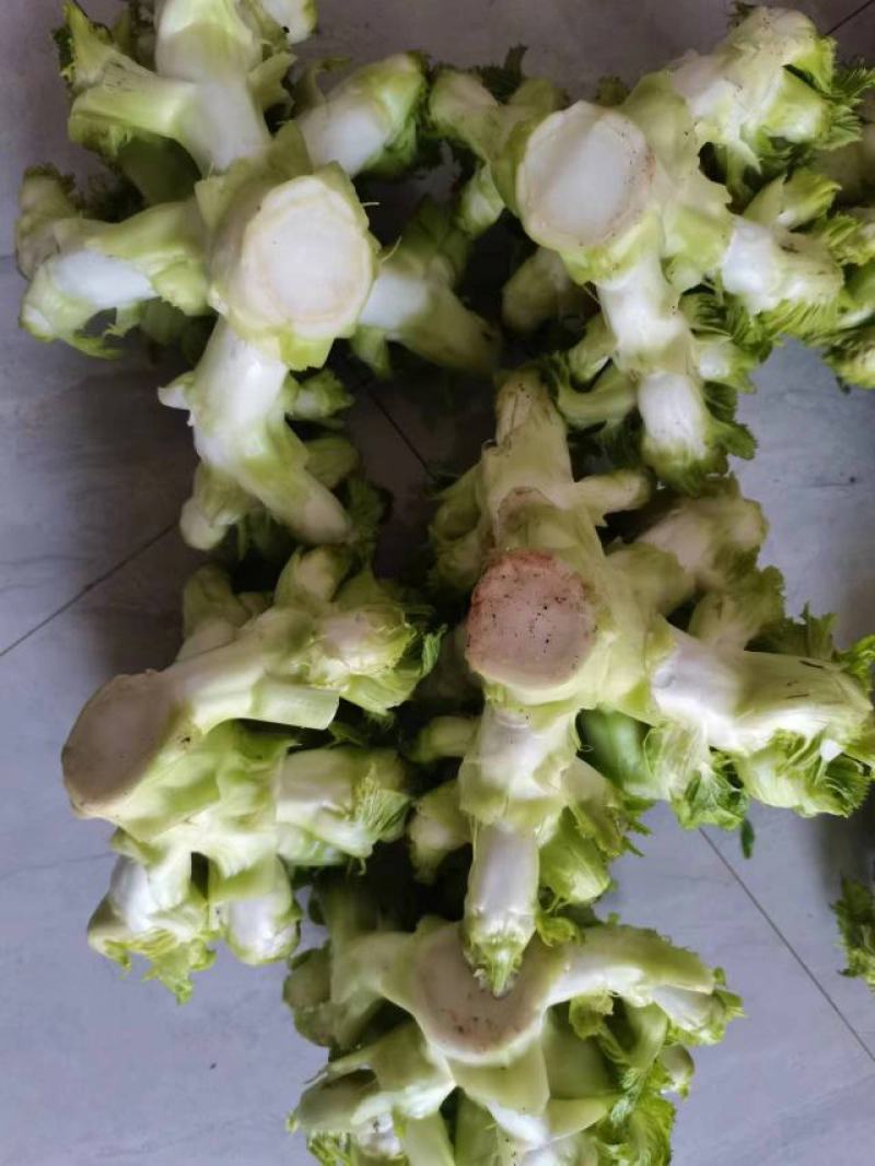 精品大心儿菜，无抽苔，颜色清秀，货源充足，保质保量
