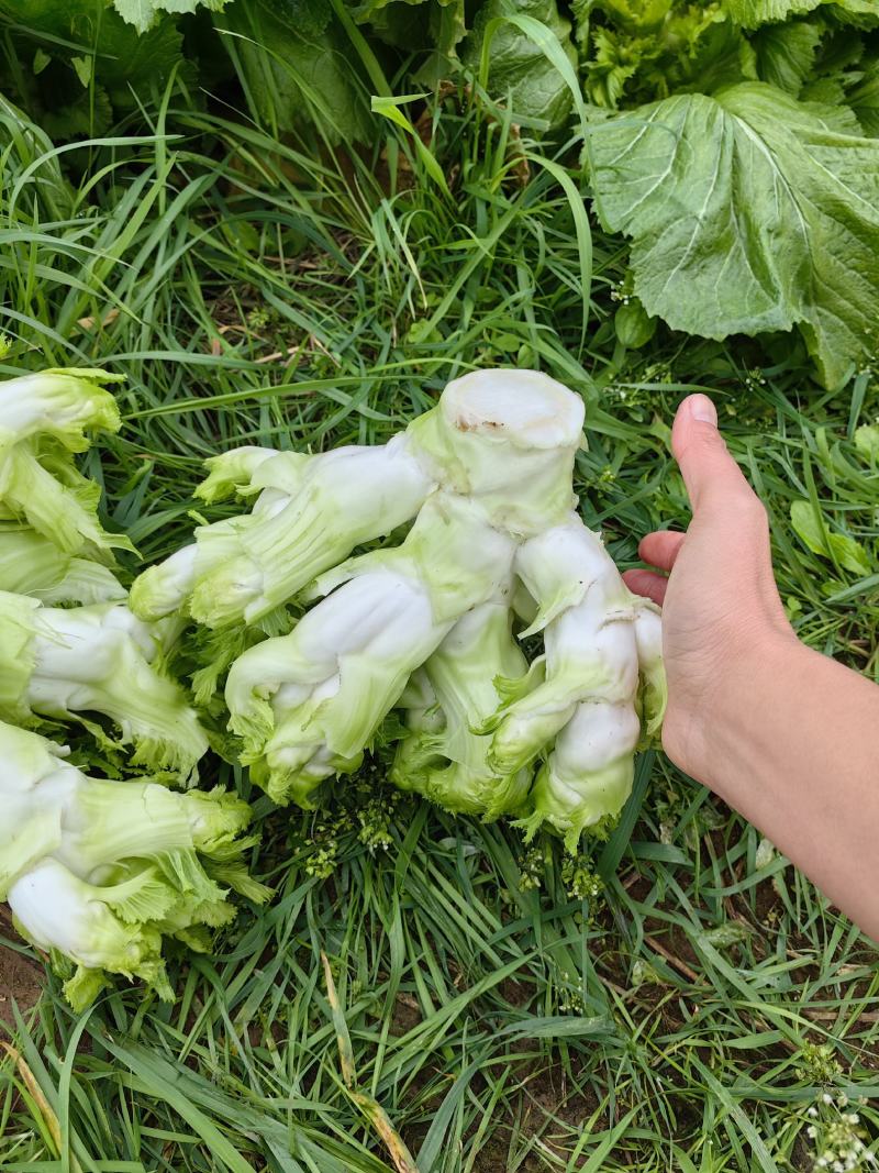 精品大心儿菜，无抽苔，颜色清秀，货源充足，保质保量