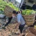 精品大心儿菜，无抽苔，颜色清秀，货源充足，保质保量