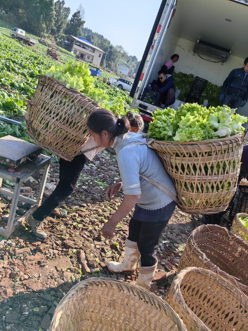 精品大心儿菜，无抽苔，颜色清秀，货源充足，保质保量