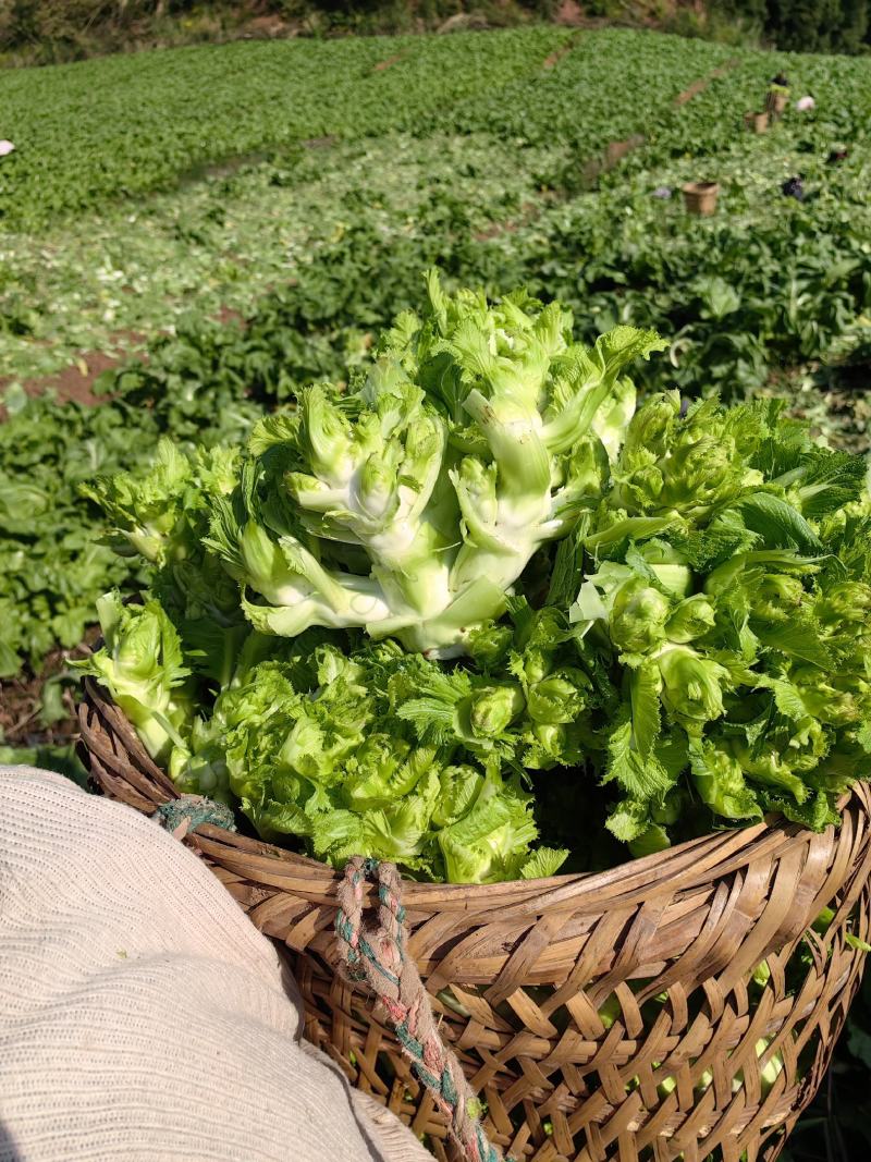 精品大心儿菜，无抽苔，颜色清秀，货源充足，保质保量