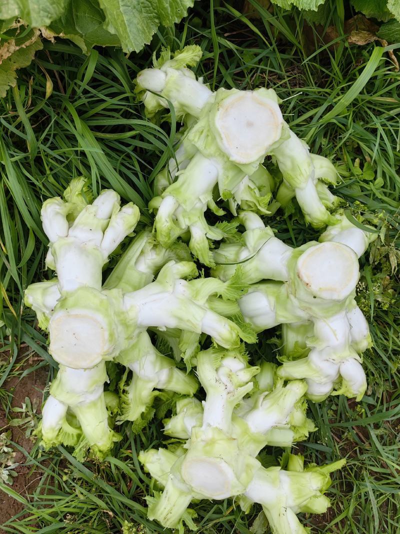 精品大心儿菜，无抽苔，颜色清秀，货源充足，保质保量