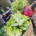 精品大心儿菜，无抽苔，颜色清秀，货源充足，保质保量