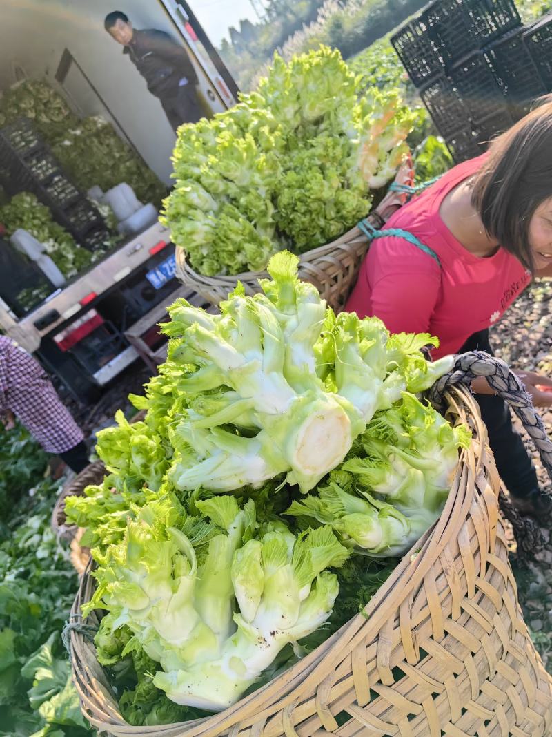 精品大心儿菜，无抽苔，颜色清秀，货源充足，保质保量