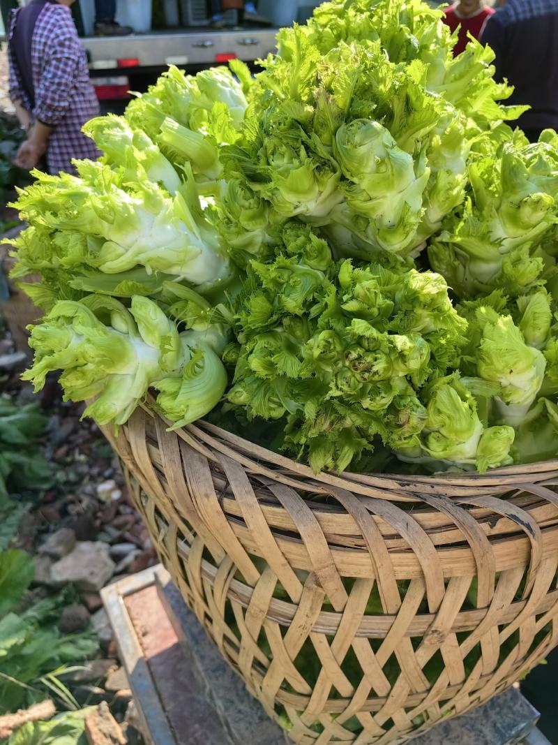 精品大心儿菜，无抽苔，颜色清秀，货源充足，保质保量