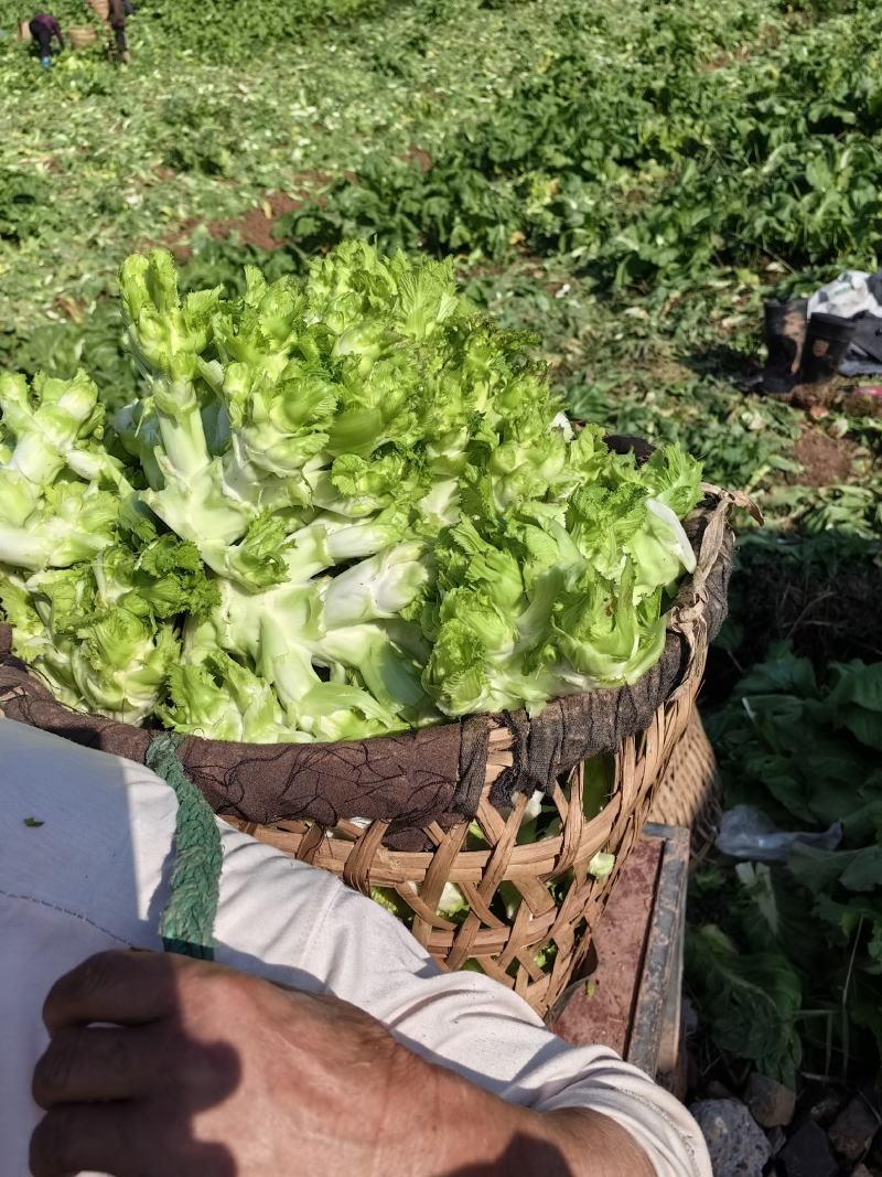 精品大心儿菜，无抽苔，颜色清秀，货源充足，保质保量