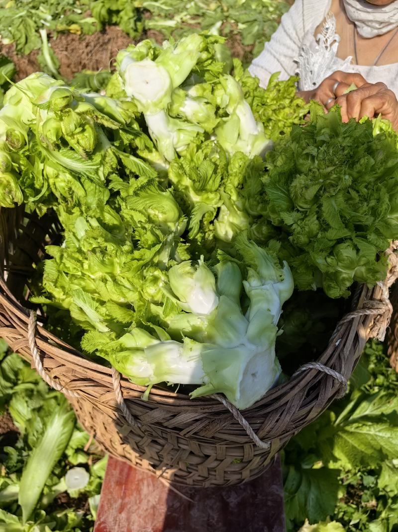 精品大心儿菜，无抽苔，颜色清秀，货源充足，保质保量
