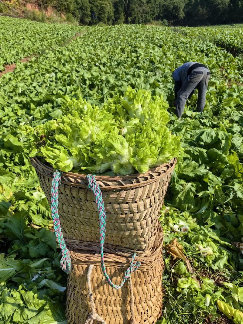 精品大心儿菜，无抽苔，颜色清秀，货源充足，保质保量