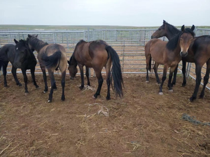 【马】半血马肥马二岁马小马驹骑马抗病力强长势快