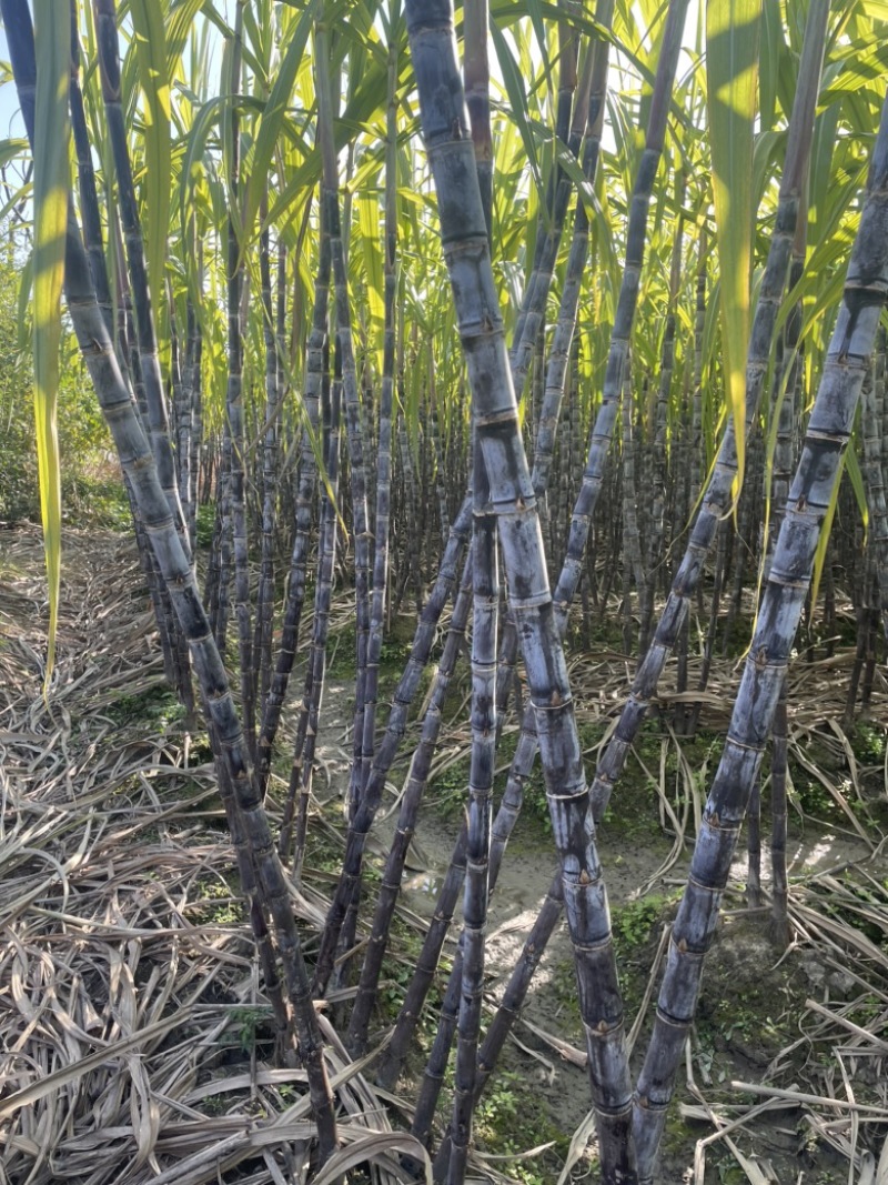 温岭黑皮甘蔗。