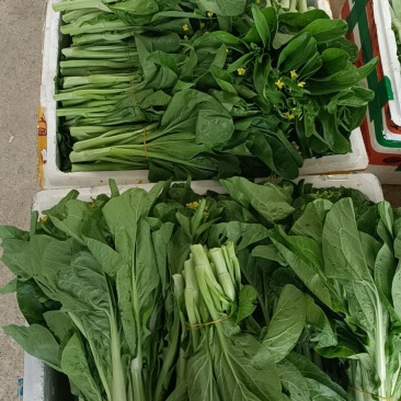 菜苔/白菜苔产地直发品质好供应电商商超