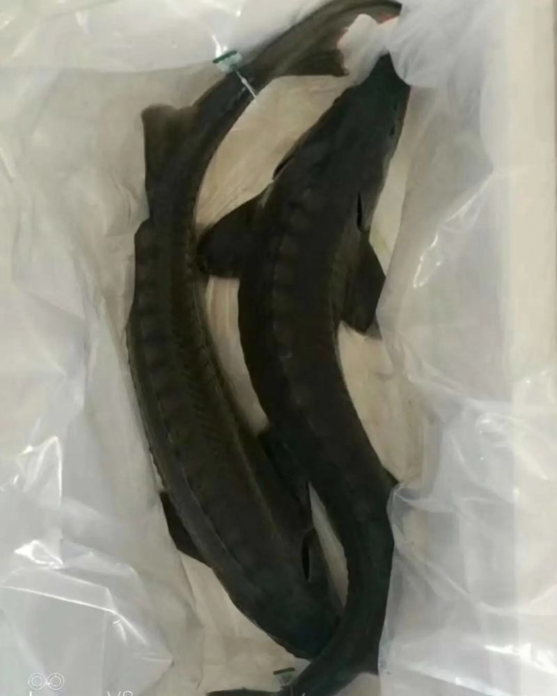 山东临朐鲟龙鱼基地大量供应规格齐全量大从优