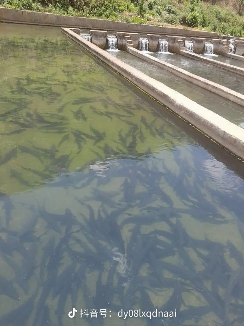 山东临朐鲟龙鱼基地大量供应规格齐全量大从优