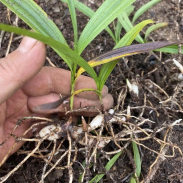 紫花三叉白芨苗驯化苗两年苗基地直供大块茎