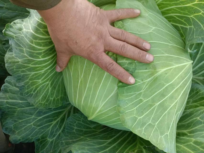 羽衣甘蓝特写图,展示其宽大、色彩丰富的叶片,适合用于城市绿化 路边种植的羽衣甘蓝特写