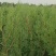侧柏苗/侧柏杯苗/侧柏小苗，侧柏货源充足，价格议