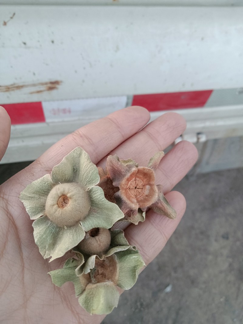 青柿蒂颜色好