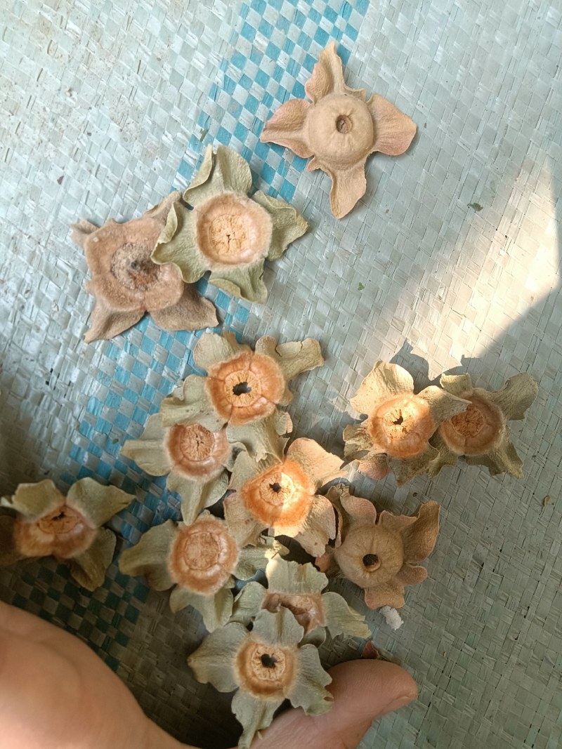青柿蒂颜色好