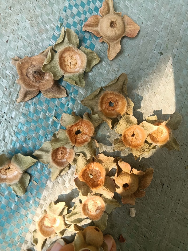 青柿蒂颜色好