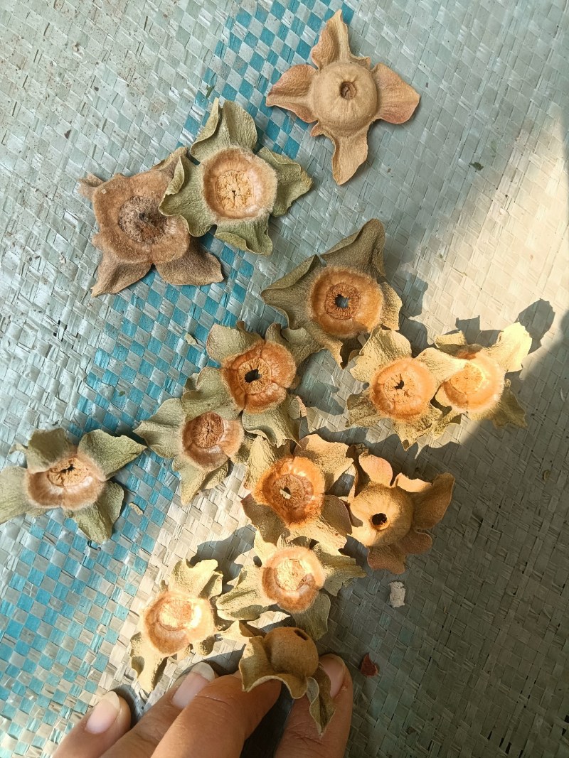 青柿蒂颜色好