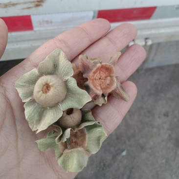 青柿蒂颜色好