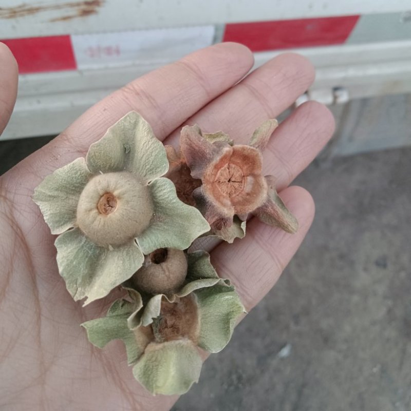 青柿蒂颜色好