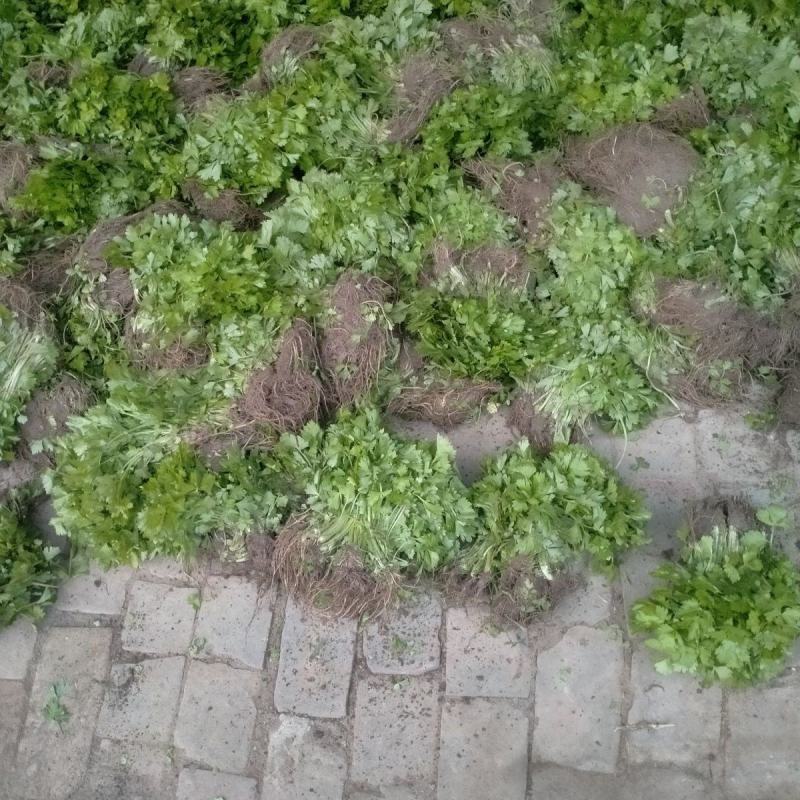 优质芹菜苗