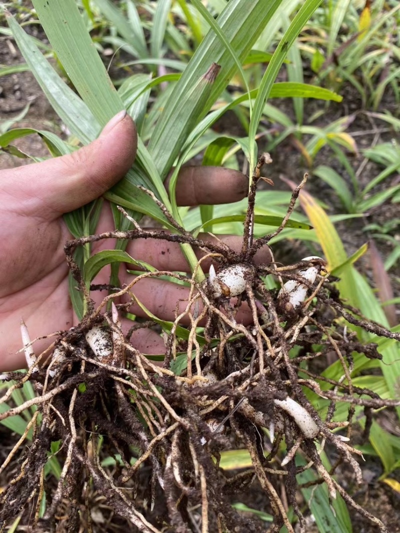 紫花三叉白芨苗驯化苗两年苗基地直供大块茎