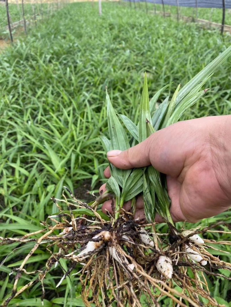 紫花三叉白芨苗驯化苗两年苗基地直供大块茎