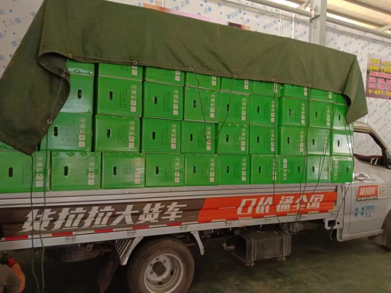 【螺丝椒】福建大量上市基地直达全国发货品质保证欢迎来电
