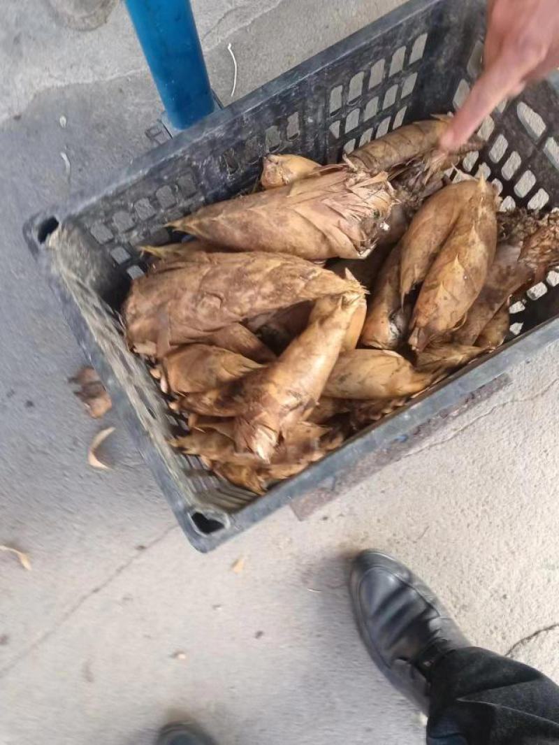 大量黄泥冬笋欢迎订购