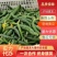 二级黄瓜黄瓜扭食堂货货源充足随时联系