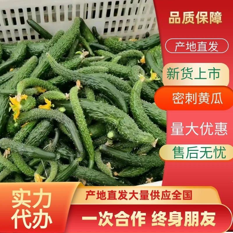 二级黄瓜黄瓜扭食堂货货源充足随时联系