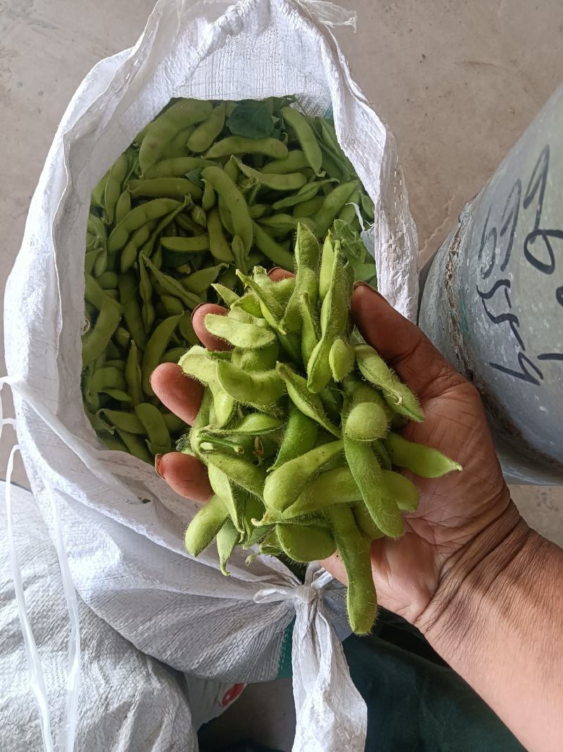 精品大棚毛豆大量上市