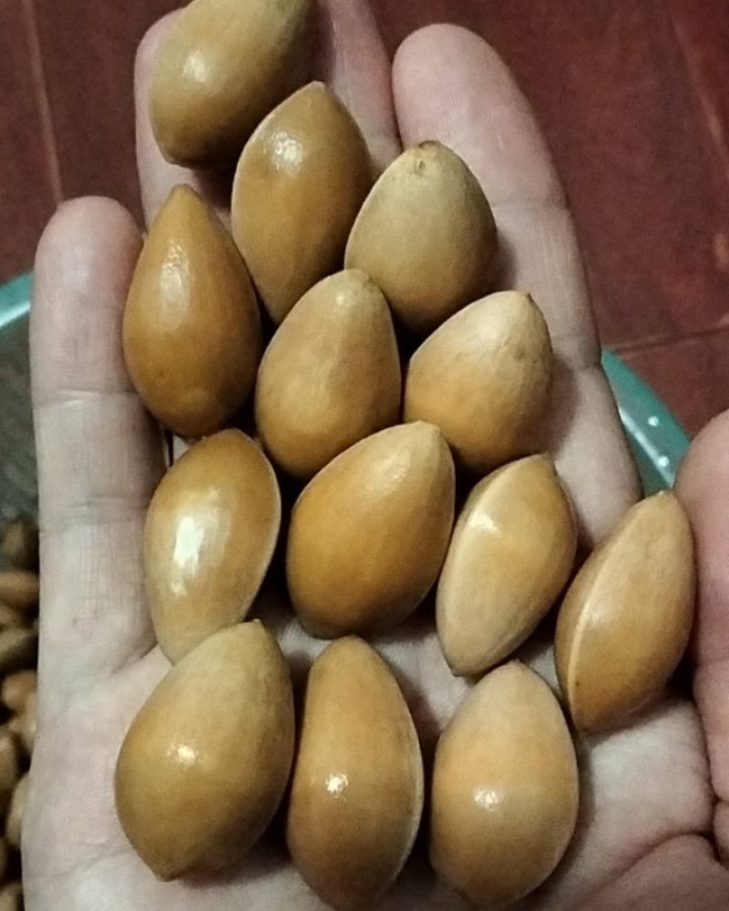 银杏果白果