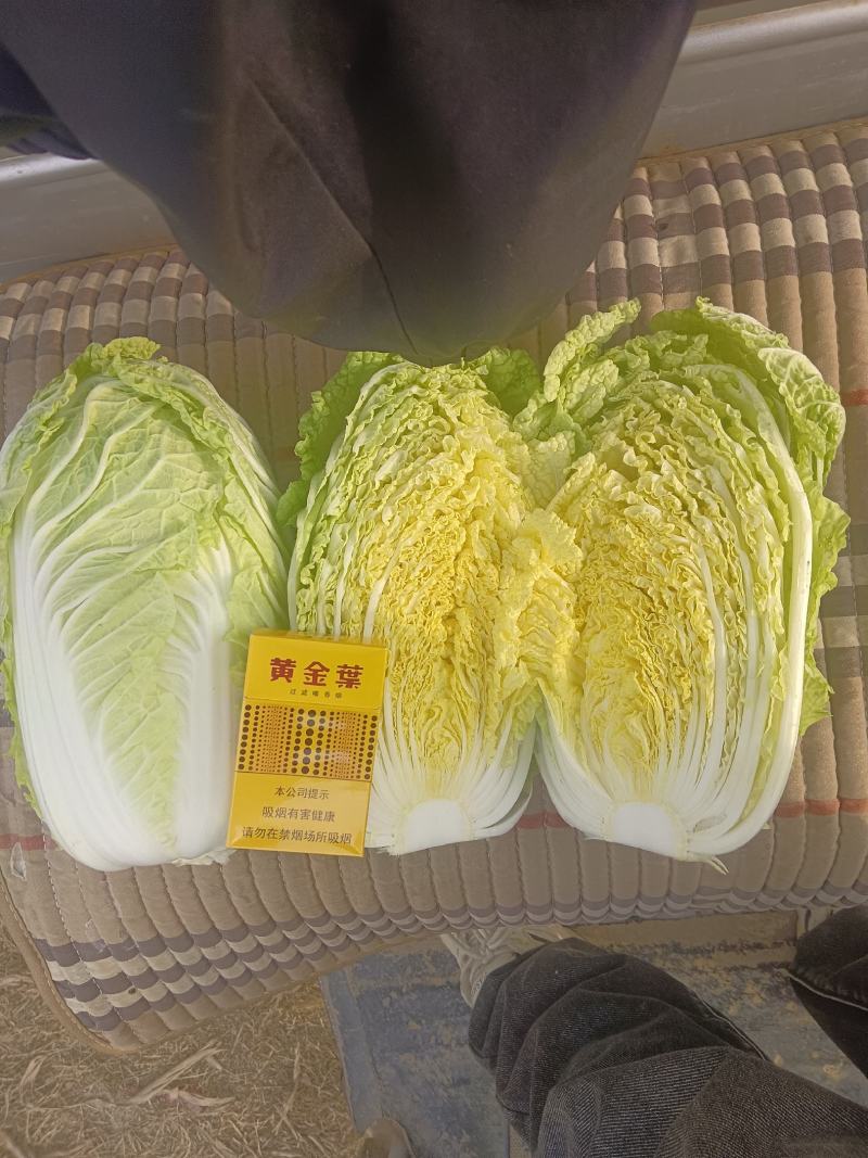 娃娃菜，净菜，毛菜，产地直供，各种包装，大娃，小娃，中娃