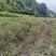 香排草百香草