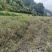 香排草百香草