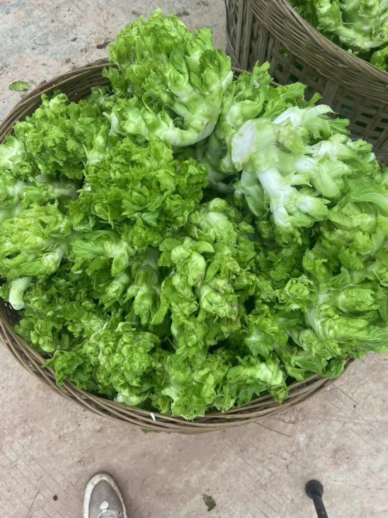 精品儿菜四川特产南充抱儿菜背娃菜新鲜娃娃菜