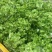 精品儿菜四川特产南充抱儿菜背娃菜新鲜娃娃菜