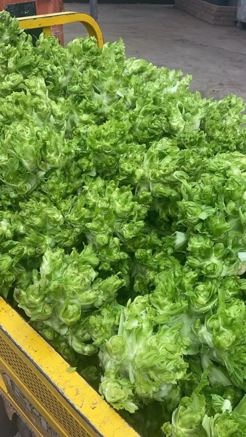 精品儿菜四川特产南充抱儿菜背娃菜新鲜娃娃菜