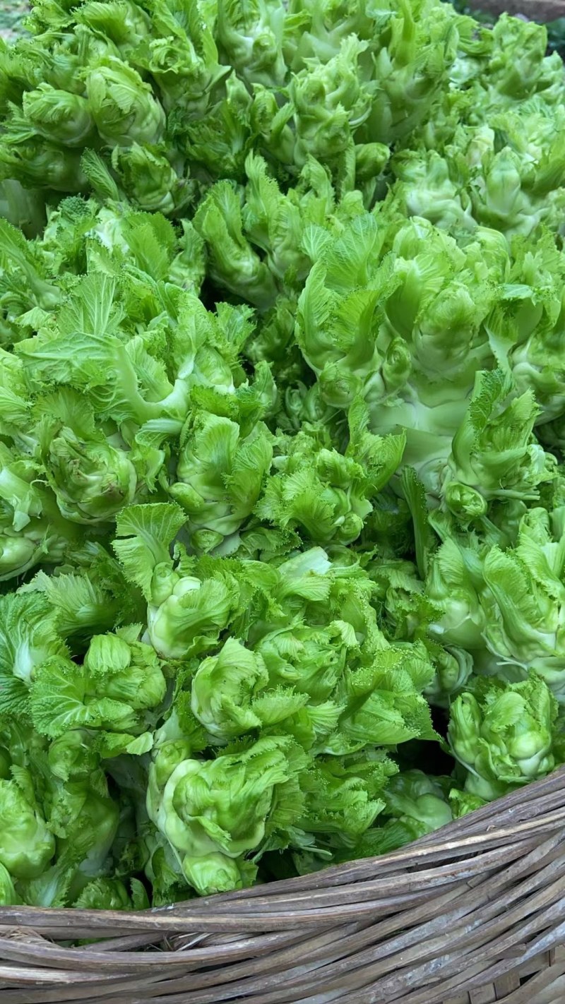 精品儿菜四川特产南充抱儿菜背娃菜新鲜娃娃菜