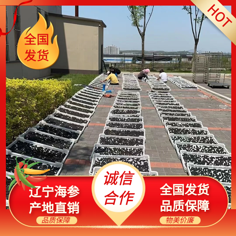 [标题]大连半干海参品质拉缸盐海参辽参高品质海刺参