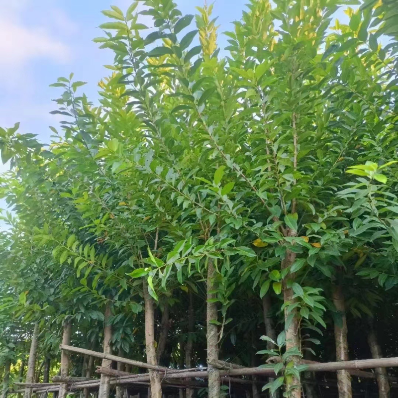 水翁5公分~15公分规格，支持视频看货