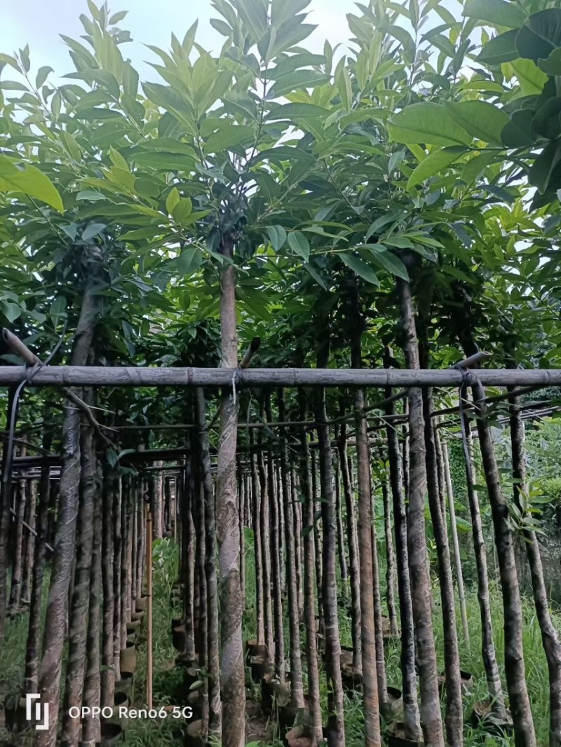 水翁5公分~15公分规格，支持视频看货