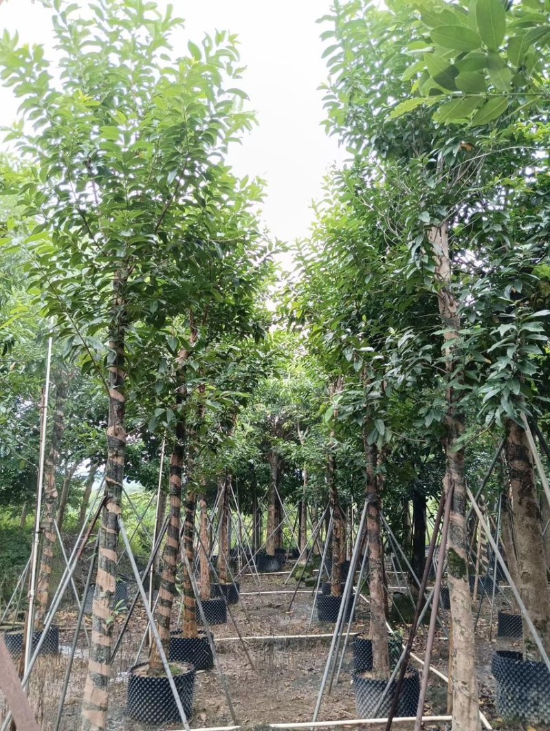 水翁5公分~15公分规格，支持视频看货