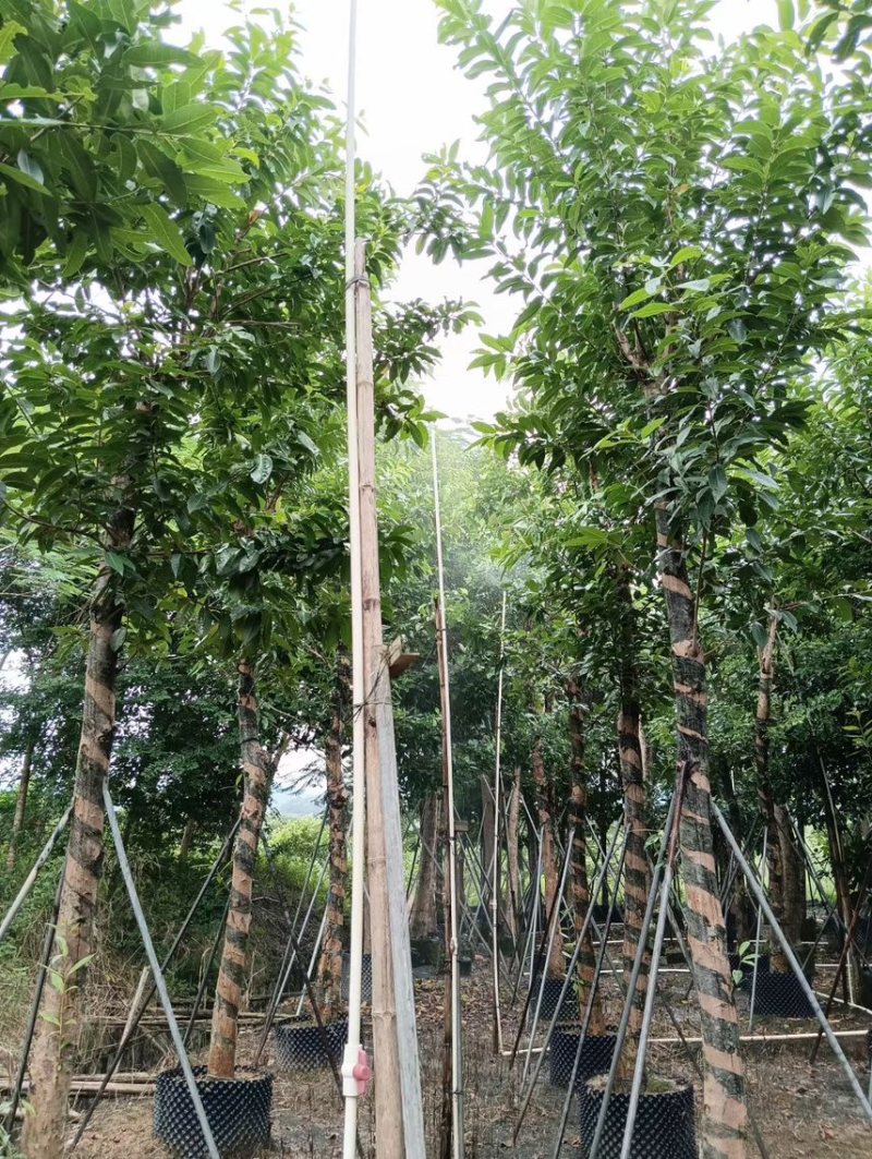 水翁5公分~15公分规格，支持视频看货